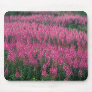 Kanada, Quebec, Gaspe. Lila Lythrum-Blume, Mousepad