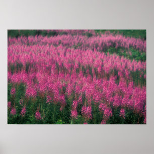 Kanada, Quebec, Gaspe. Lila Lythrum-Blume, Poster