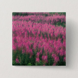Kanada, Quebec, Gaspe. Lila Lythrum-Blumen, Button