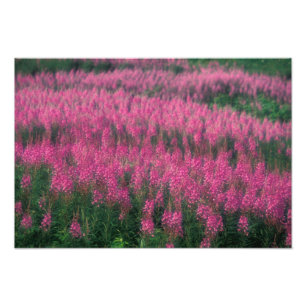 Kanada, Quebec, Gaspe. Lila Lythrum-Blumen, Fotodruck