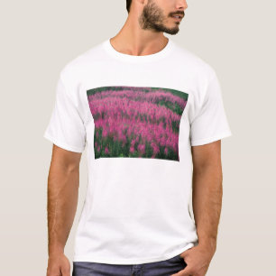 Kanada, Quebec, Gaspe. Lila Lythrum-Blumen, T-Shirt