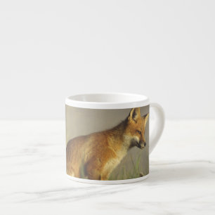 Kanada, Quebec. Rotfuchsjunges bei Sonnenaufgang Espressotasse