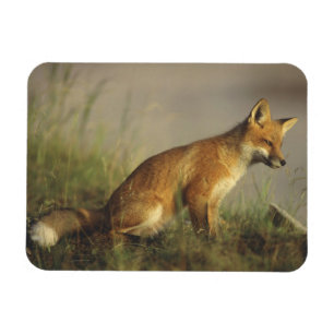 Kanada, Quebec. Rotfuchsjunges bei Sonnenaufgang Magnet