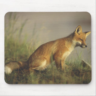Kanada, Quebec. Rotfuchsjunges bei Sonnenaufgang Mousepad