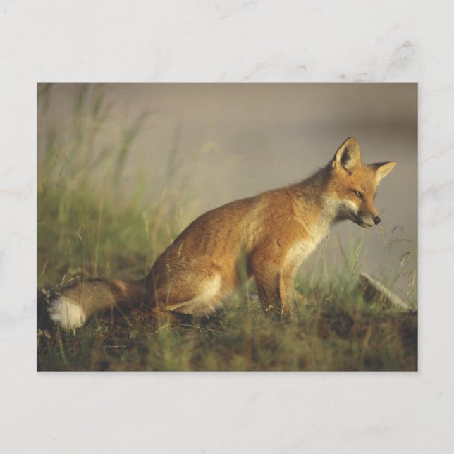 Kanada, Quebec. Rotfuchskuchen bei Sonnenaufgang Postkarte (Vorderseite)