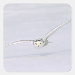 Kanada, Quebec. Schneeeule fliegt niedrig über den Quadratischer Aufkleber