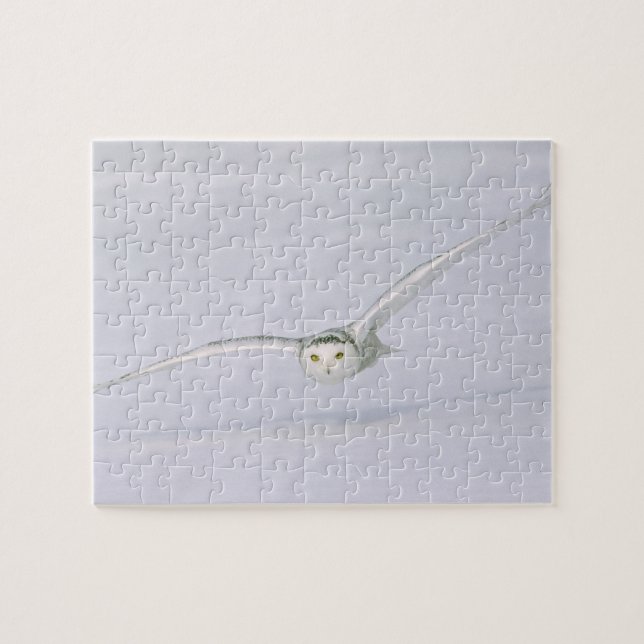 Kanada, Quebec. Schneeeule fliegt tief über Schnee (Horizontal)