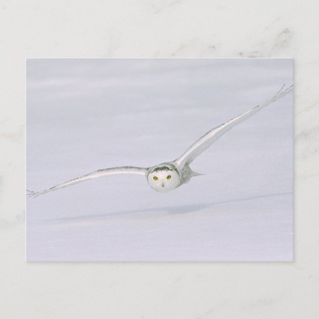 Kanada, Quebec. Schneeeule fliegt tief über Schnee Postkarte (Vorderseite)