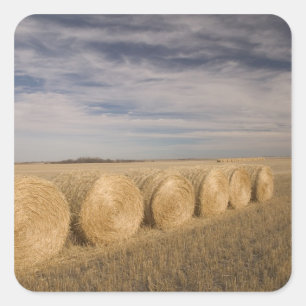 Kanada, Saskatchewan, Craik: Hayroll / Herbst Quadratischer Aufkleber