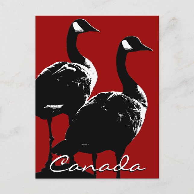 Kanada Souvenir Postkarten Kanada Geese Cards (Vorderseite)