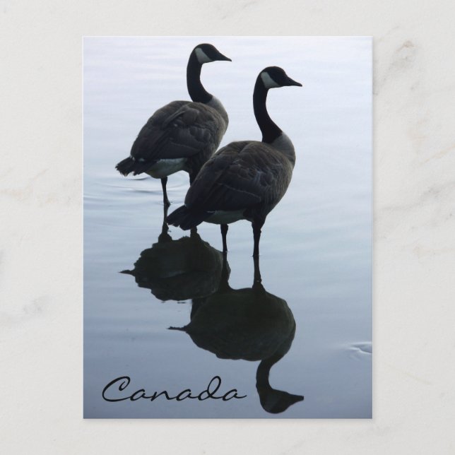 Kanada Souvenir Postkarten Kanada Geese Cards (Vorderseite)