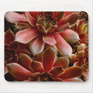 Kanada, . Sukkulente Pflanze Mousepad