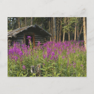 Kanada, Yukon, Gebiet Ross River, Verlassene Hütte Postkarte