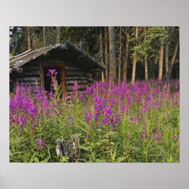 Kanada, Yukon, Ross River area, Abandoned cabine Poster (Vorne)