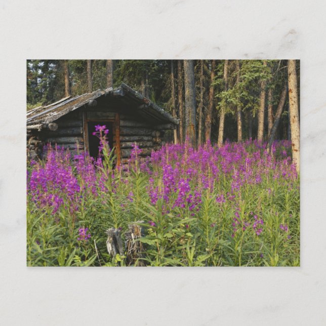 Kanada, Yukon, Ross River area, Abandoned cabine Postkarte (Vorderseite)