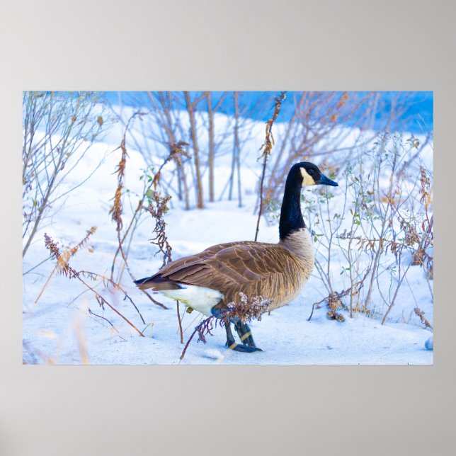 Kanadagans im Schnee Poster (Vorne)