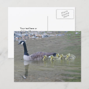 Kanadagans-Mama-Babys-Naturfoto  Postkarte