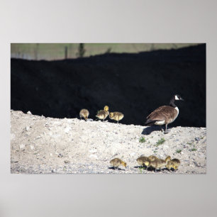 Kanadagans mit Babys Poster