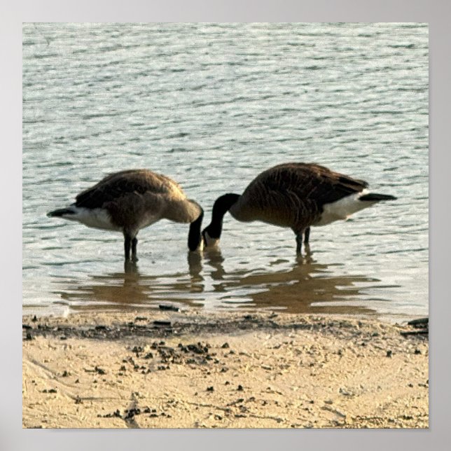 Kanadagänse am See Poster (Vorne)