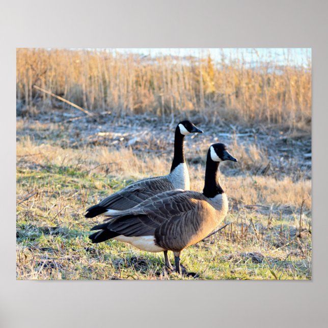 Kanadagänse Foto Poster (Vorne)