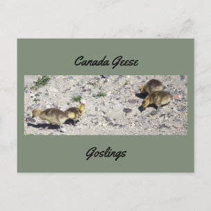 Kanadagänse Gössel Postkarte