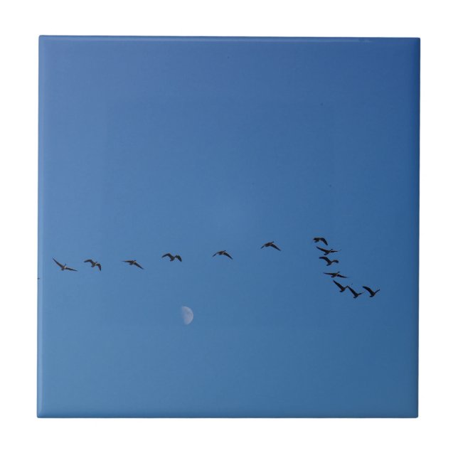 Kanadagänse im Flug Fliese (Vorderseite)