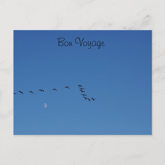 Kanadagänse im Flug Postkarte (Vorderseite)