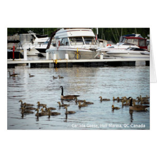 Kanadagänse mit Babys am Hull Marina QC Kanada