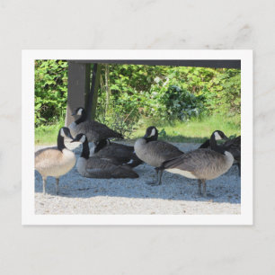 Kanadagänse Postkarte