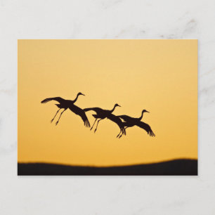 Kanadakranich landet bei Sonnenuntergang Postkarte