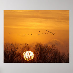 Kanadakraniche gegen aufgehende Sonne silhouettier Poster