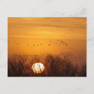 Kanadakraniche gegen aufgehende Sonne silhouettier Postkarte