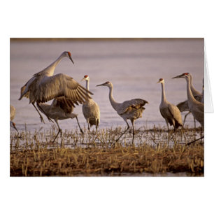 Kanadakraniche (Grus canadensis) Platte