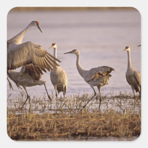 Kanadakraniche (Grus canadensis) Platte Quadratischer Aufkleber