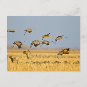 Kanadakraniche landen in Maisfeldern Postkarte