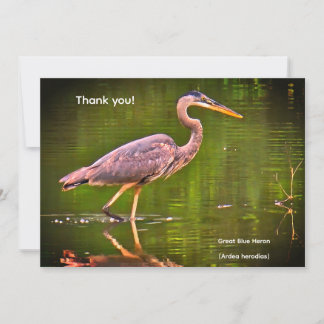 Kanadareiher (Ardea herodias) Dankeskarte