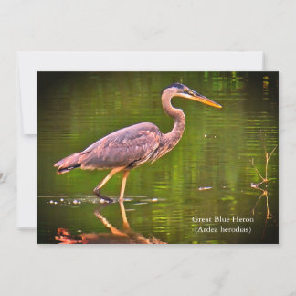 Kanadareiher (Ardea herodias) Feiertagskarte