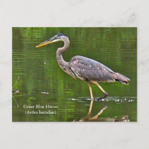 Kanadareiher (Ardea herodias) Feiertagspostkarte