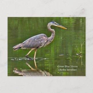 Kanadareiher (Ardea herodias) Feiertagspostkarte