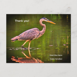 Kanadareiher (Ardea herodias) Postkarte