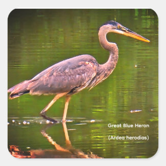 Kanadareiher (Ardea herodias) Quadratischer Aufkleber