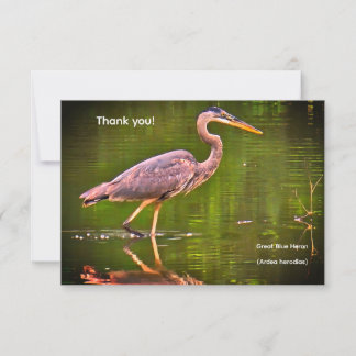 Kanadareiher (Ardea herodias) RSVP Karte