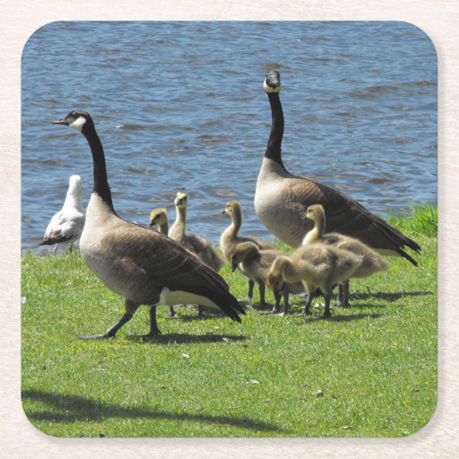Kanadas Gänse auf dem Gras von den Untersetzer (Vorderseite)
