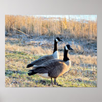 Kanadas-Gänse-Foto