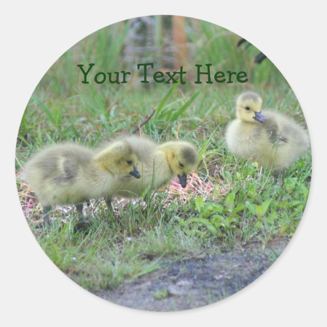 Kanadas Geese Babies Nature Foto Sticker (Vorderseite)