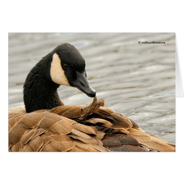 Kanadas Goose Preening auf dem See (Vorderseite (Horizontal))