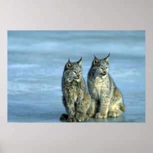 Kanadas Luchs, Winter, Paare nach Eisstrom Poster