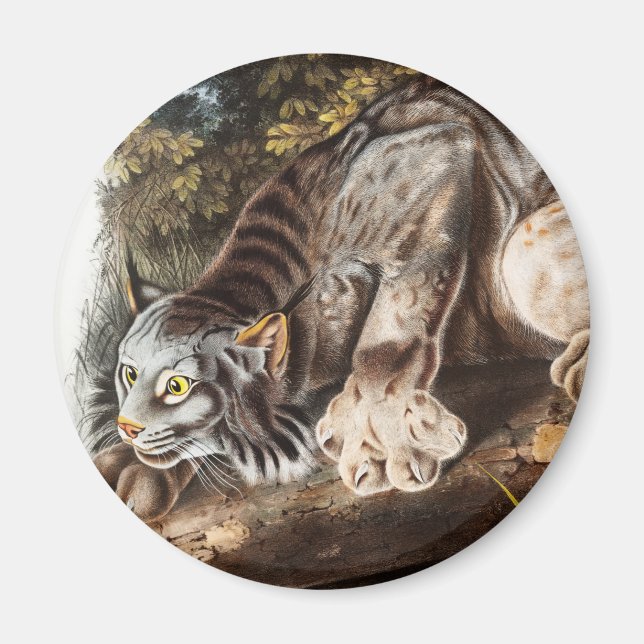 Kanadas Lynx (Lynx Canadensis) Illustration Magnet (Vorne)