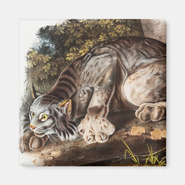 Kanadas Lynx (Lynx Canadensis) Illustration Magnet (Vorne)