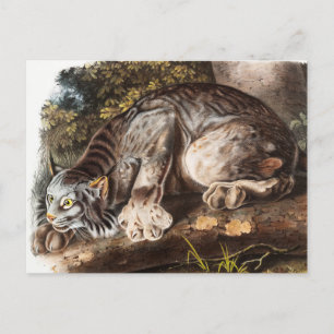Kanadas Lynx (Lynx Canadensis) Illustration Postkarte